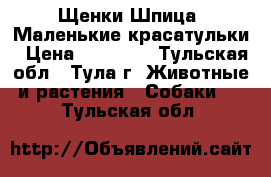 Щенки Шпица. Маленькие красатульки › Цена ­ 15 000 - Тульская обл., Тула г. Животные и растения » Собаки   . Тульская обл.